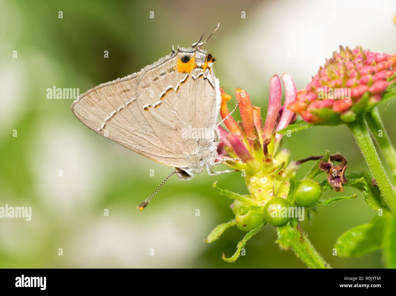 Tiny Grey Hairstreak butterfly poggiante su una Lantana flowerhead nel giardino estivo Foto Stock