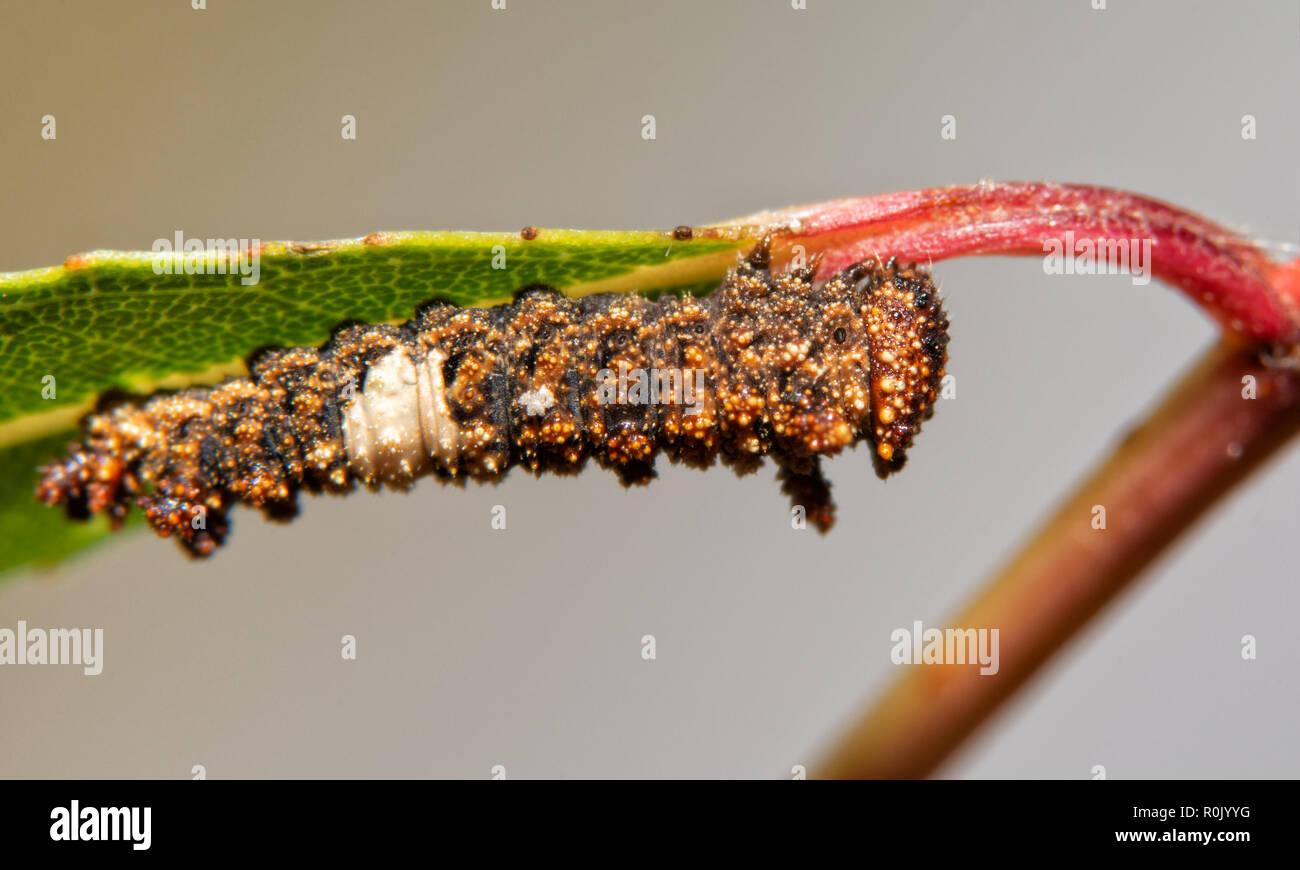 Molto accidentato e spinose, marrone e bianco 3° instar viceré di Caterpillar a farfalla su una foglia di salice Foto Stock