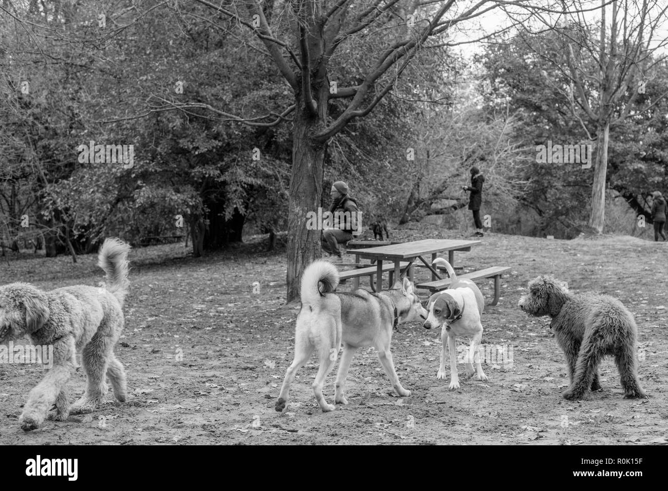 TORONTO, Canada - 3 Novembre 2018: le persone e i loro cani a HIGH PARK DOG PARK. Foto Stock