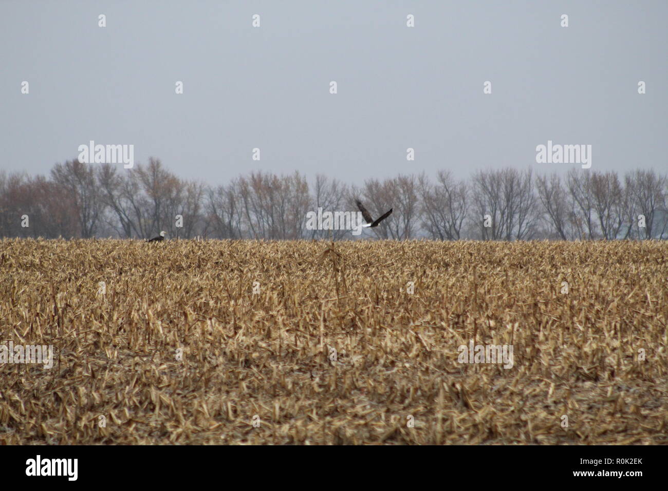 Aquile calve in volo Foto Stock