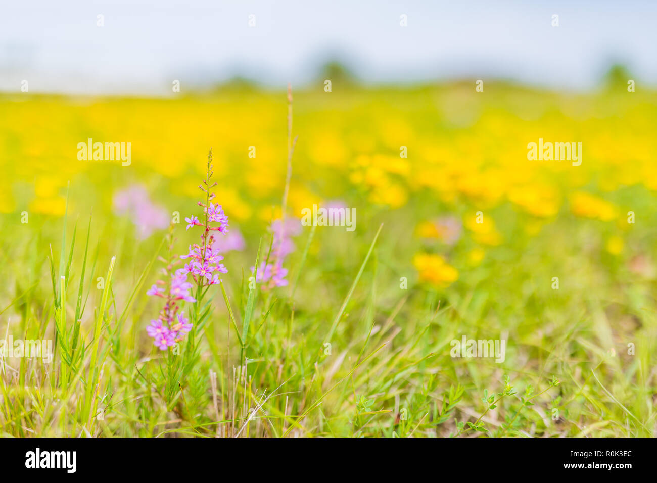 Bella primavera prato fiorito con fiori selvatici. Prato variopinto paesaggio del campo Foto Stock