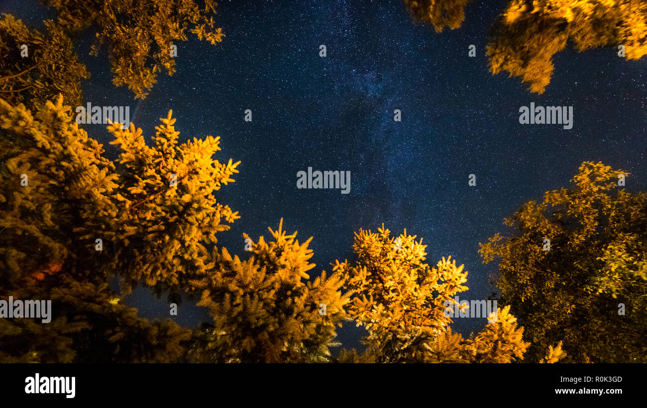 Meteore nel cielo di notte nella foresta. Spia della tenuta in caldo su alberi di pino e fredda notte cielo, via lattea Foto Stock