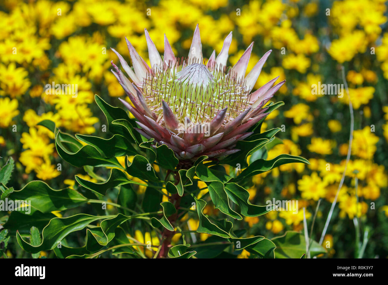 Re Protea Protea cynaroides Kirstenbosch Botanical Garden, Cape Town, Sud Africa il 5 settembre 2018 Proteaceae Foto Stock