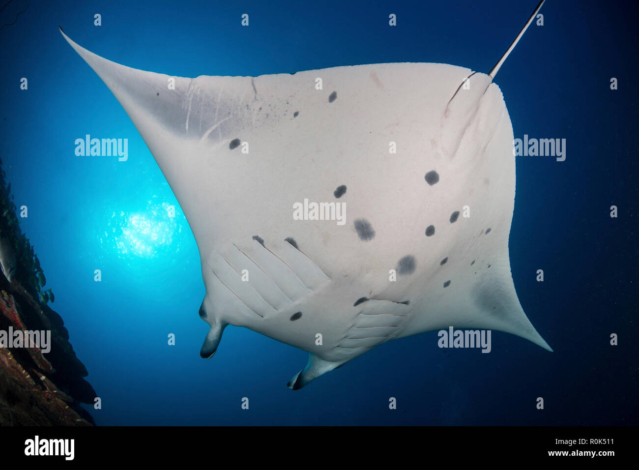 Un reef manta ray nuota con la corrente, Maldive. Foto Stock