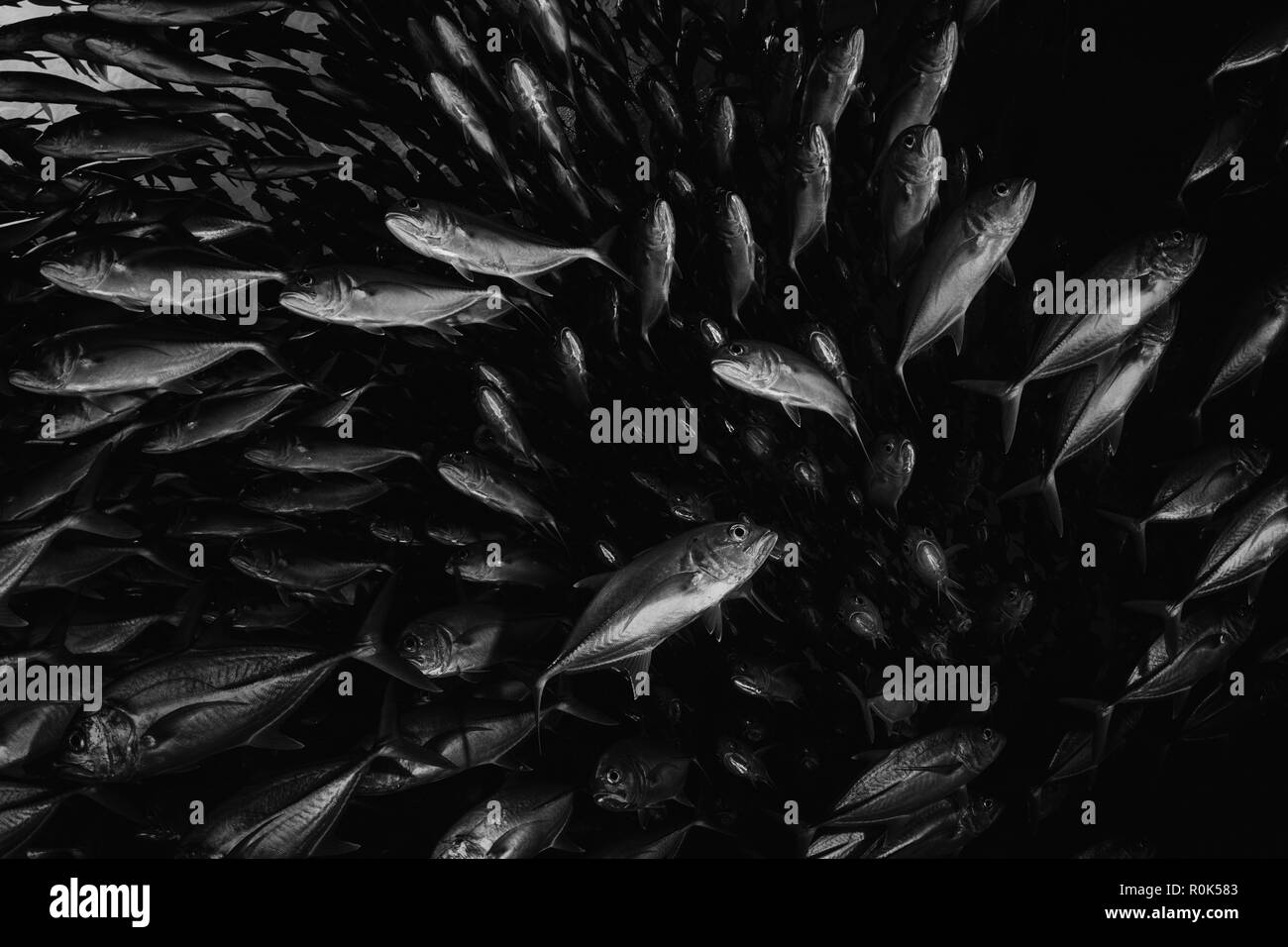 Jack di scolarizzazione a pescare nelle acque di Sipadan in Malesia. Foto Stock