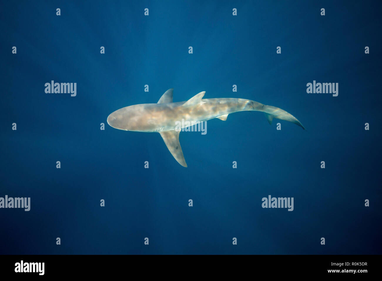 Un dusky shark nelle acque blu del Sud Africa. Foto Stock