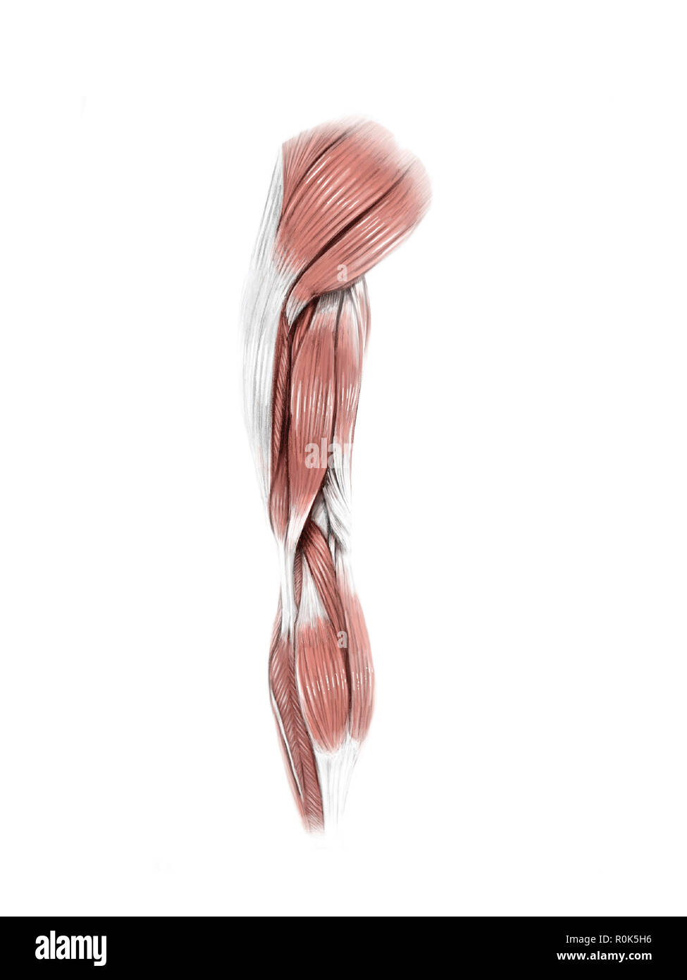 Illustrazione Digitale dei muscoli posteriori della coscia (senza etichette). Foto Stock