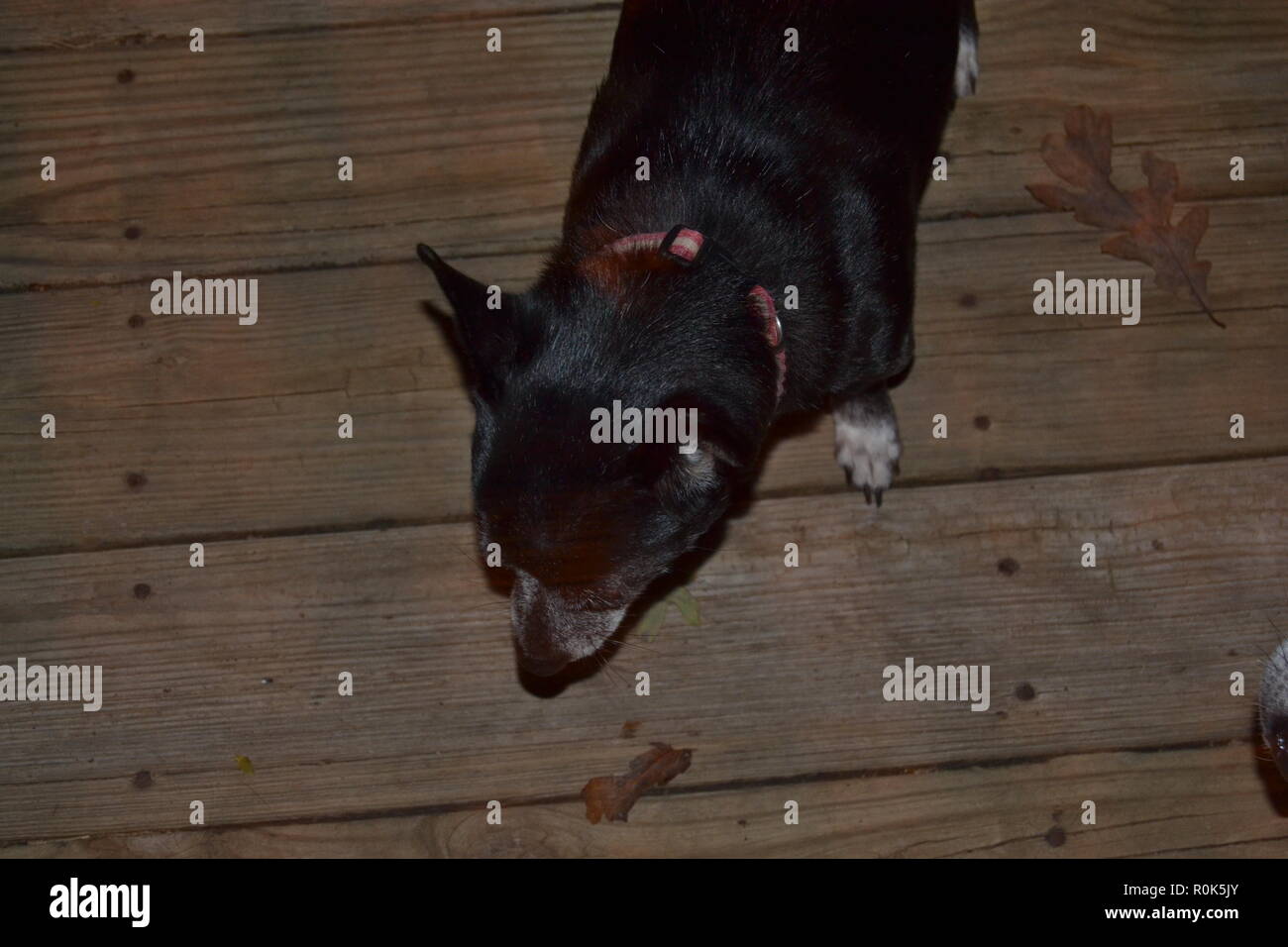 Black Jack Russell cane cercando nella notte. Foto Stock