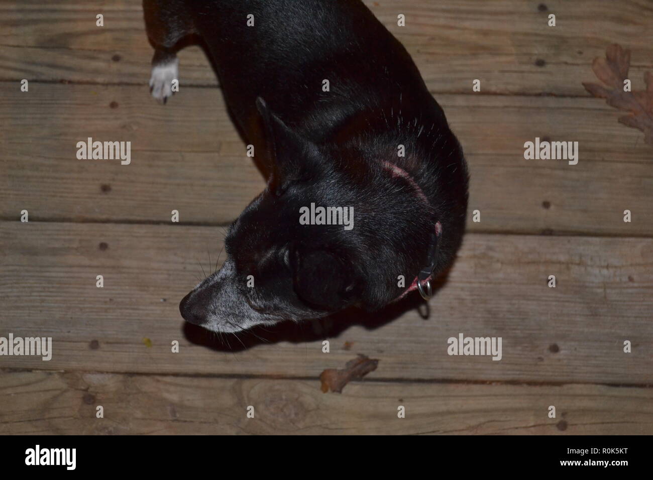 Jack Russell cane si ferma ad ascoltare un rumore di notte. Foto Stock