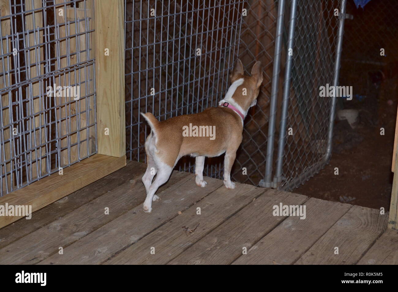 Mountain Feist cane in guardia cercando la serata ascoltando un rumore ha sentito. Foto Stock