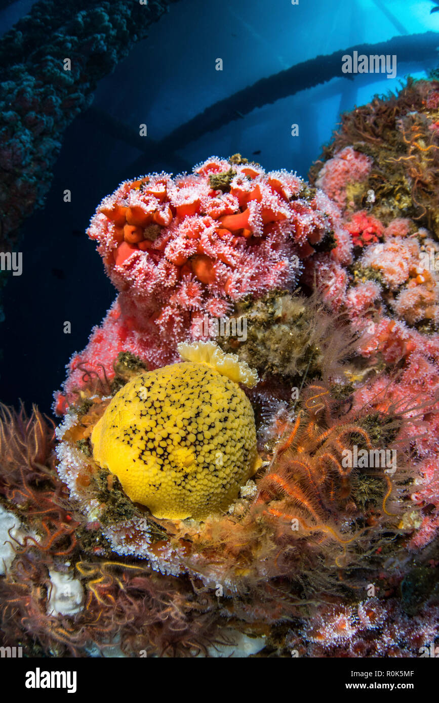 Nobile e dorid Corynactus, Oceano Pacifico. Foto Stock