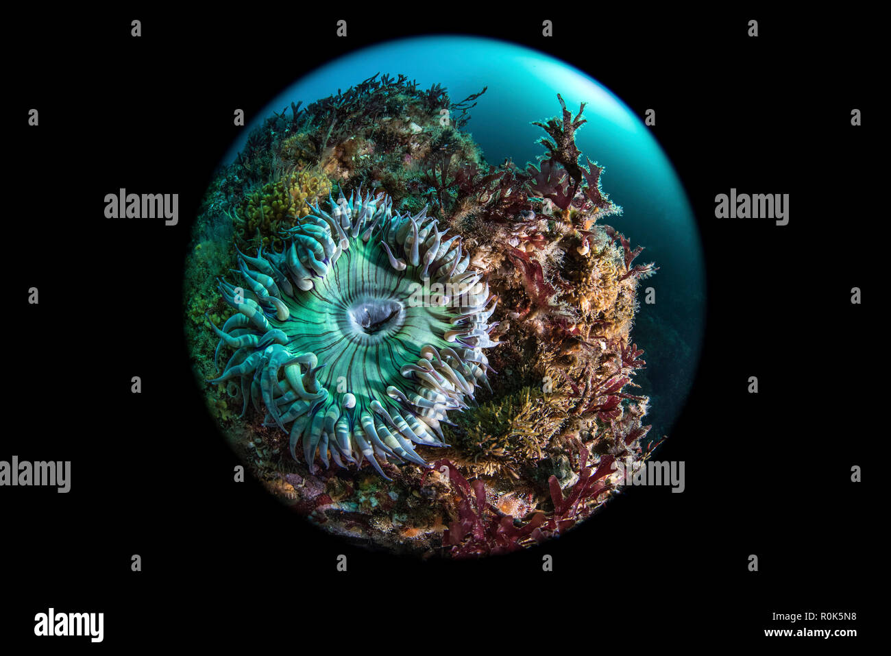 Green anemone, Oceano Pacifico. Foto Stock