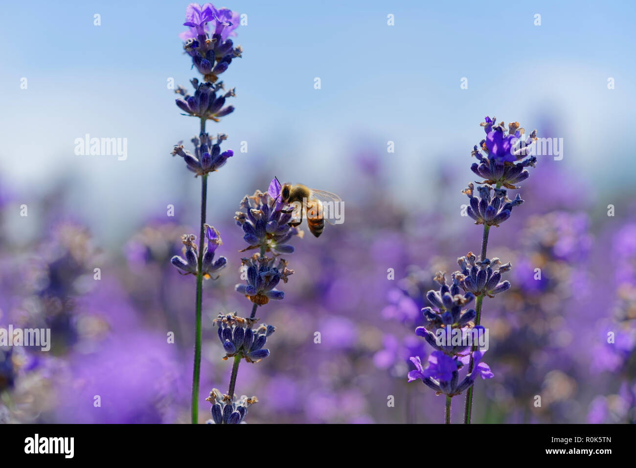 Fioritura di lavanda, le api vengono osservate in fiori cercando di bere il nettare per trasportare il favo di miele Foto Stock