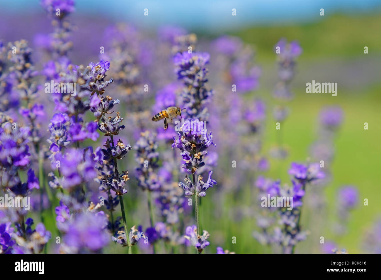 Fioritura di lavanda, le api vengono osservate in fiori cercando di bere il nettare per trasportare il favo di miele Foto Stock