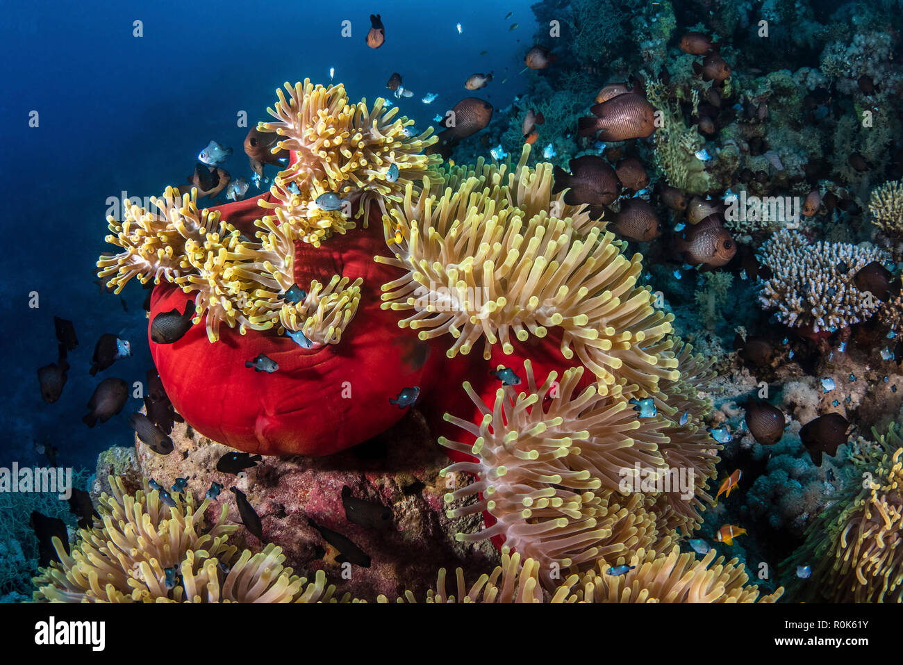 Una colonia di damsel pesci che popolano un anemone marittimo. Foto Stock