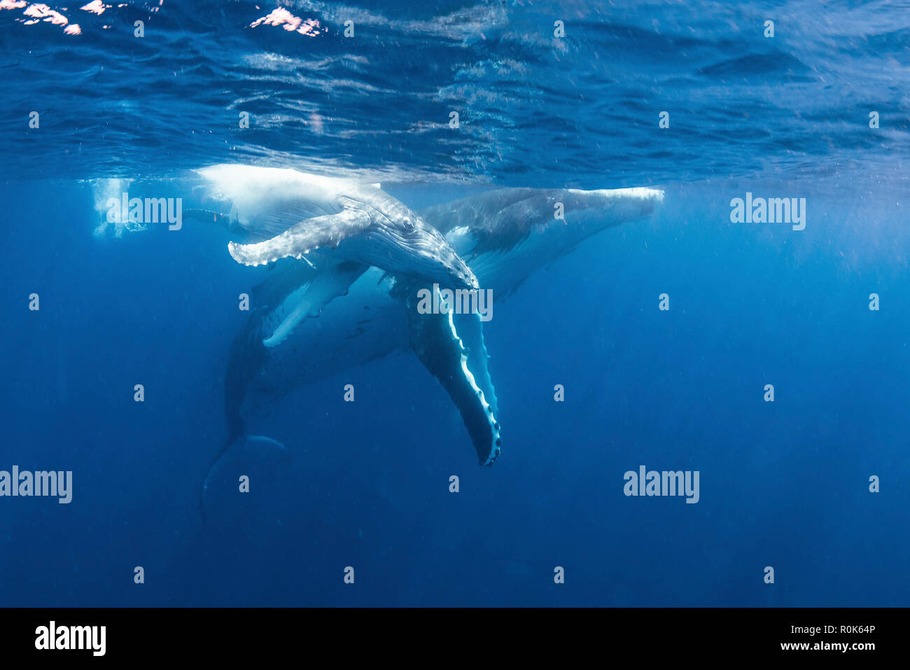 Una madre Humpback Whale e il suo bambino. Foto Stock