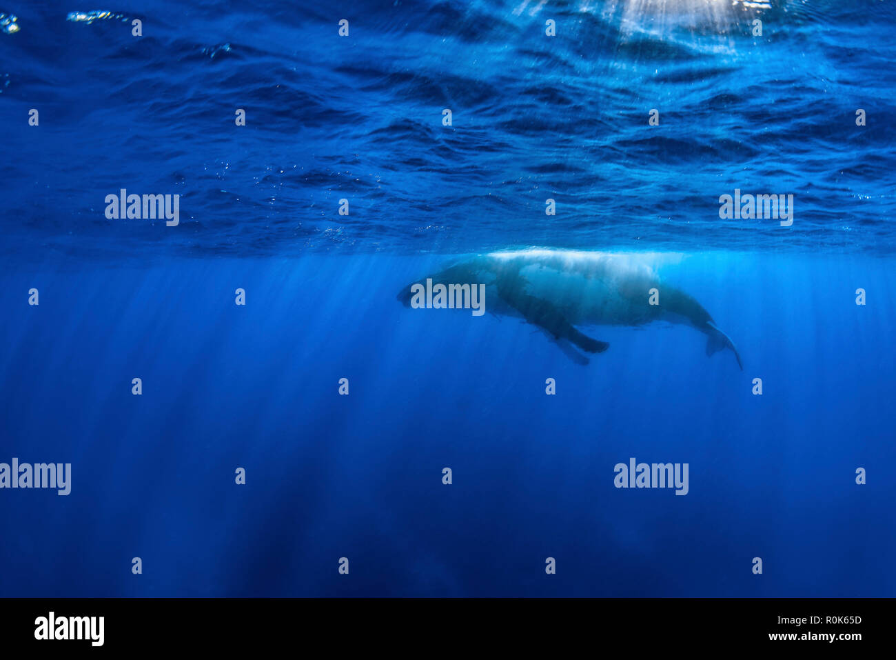 Un Humpback Whale gioca sulla superficie. Foto Stock