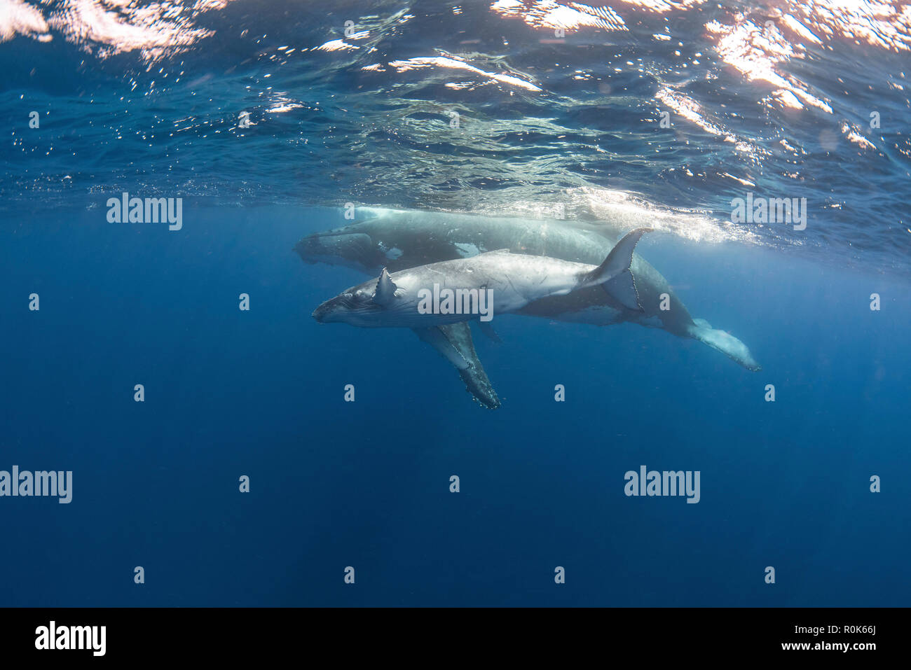 Un adulto di balena e il suo vitello nuotare appena sotto la superficie. Foto Stock