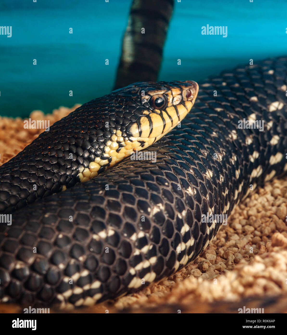 Leioheterodon madagascariensis o gigante malgascio Hognose Snake. Foto Stock