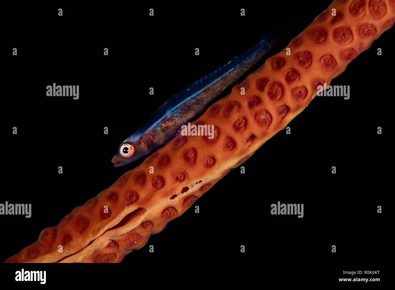 Un piccolo mare frusta ghiozzo giace sulla sua octocoral host. Foto Stock