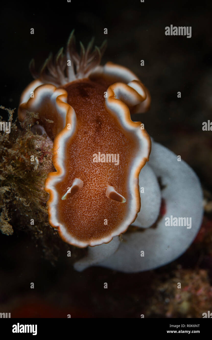 Un Glossodoris rufomarginata nudibranch depone le uova sul fondo marino. Foto Stock