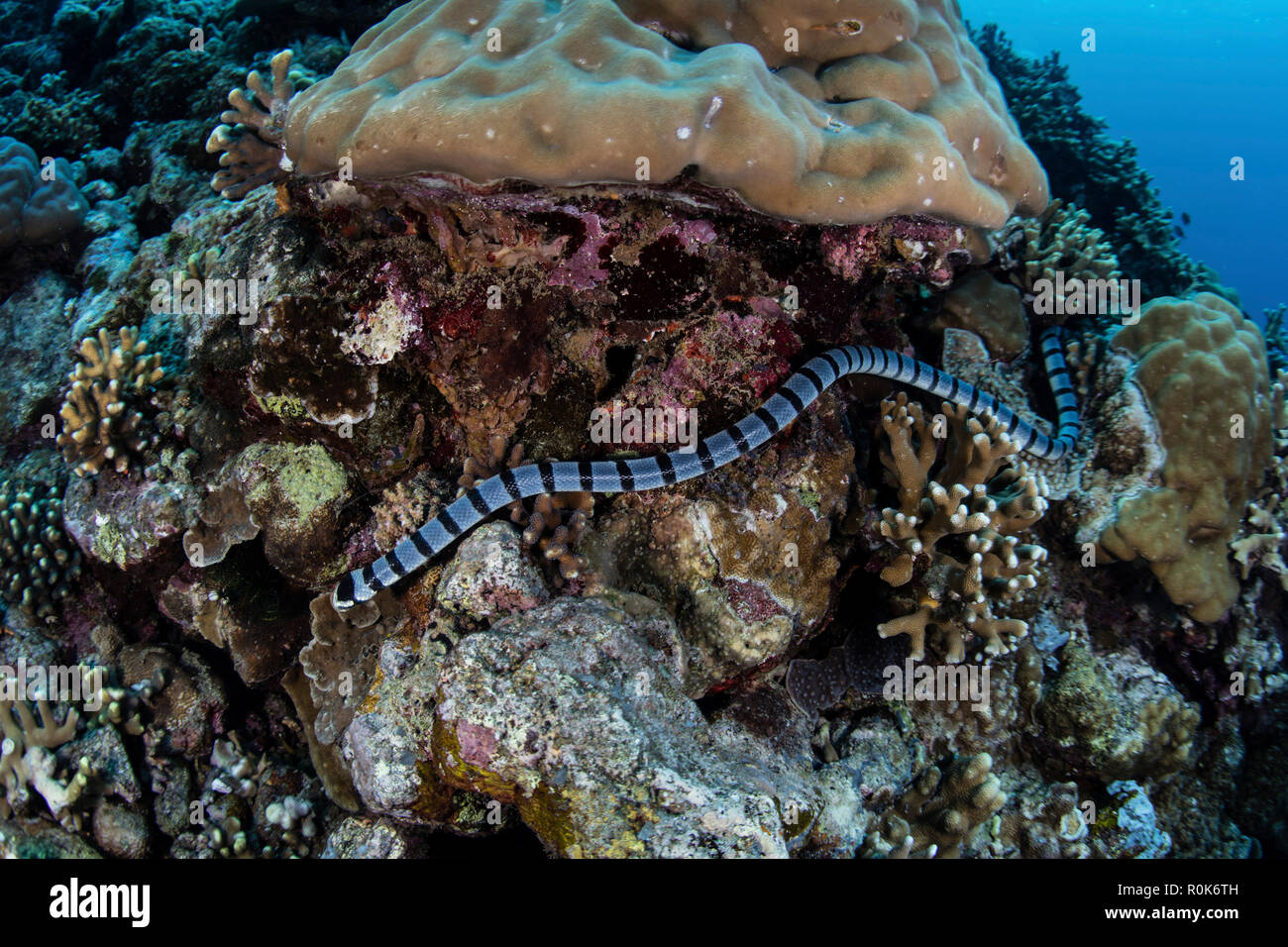 Un mare nastrati snake la caccia di prede. Foto Stock