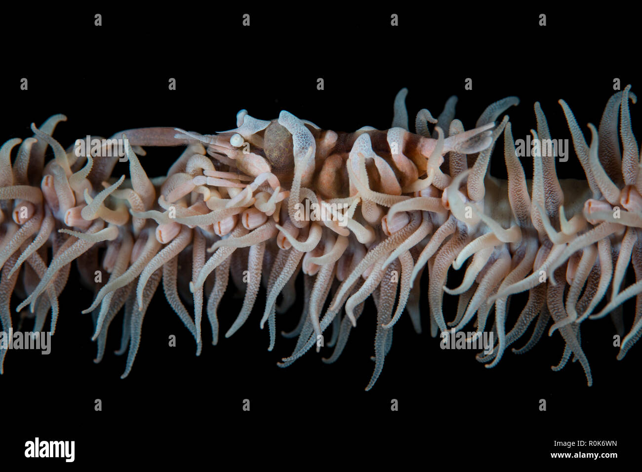 Una frusta di zanzibar coral gamberetti mimetizza sul suo host octocoral. Foto Stock