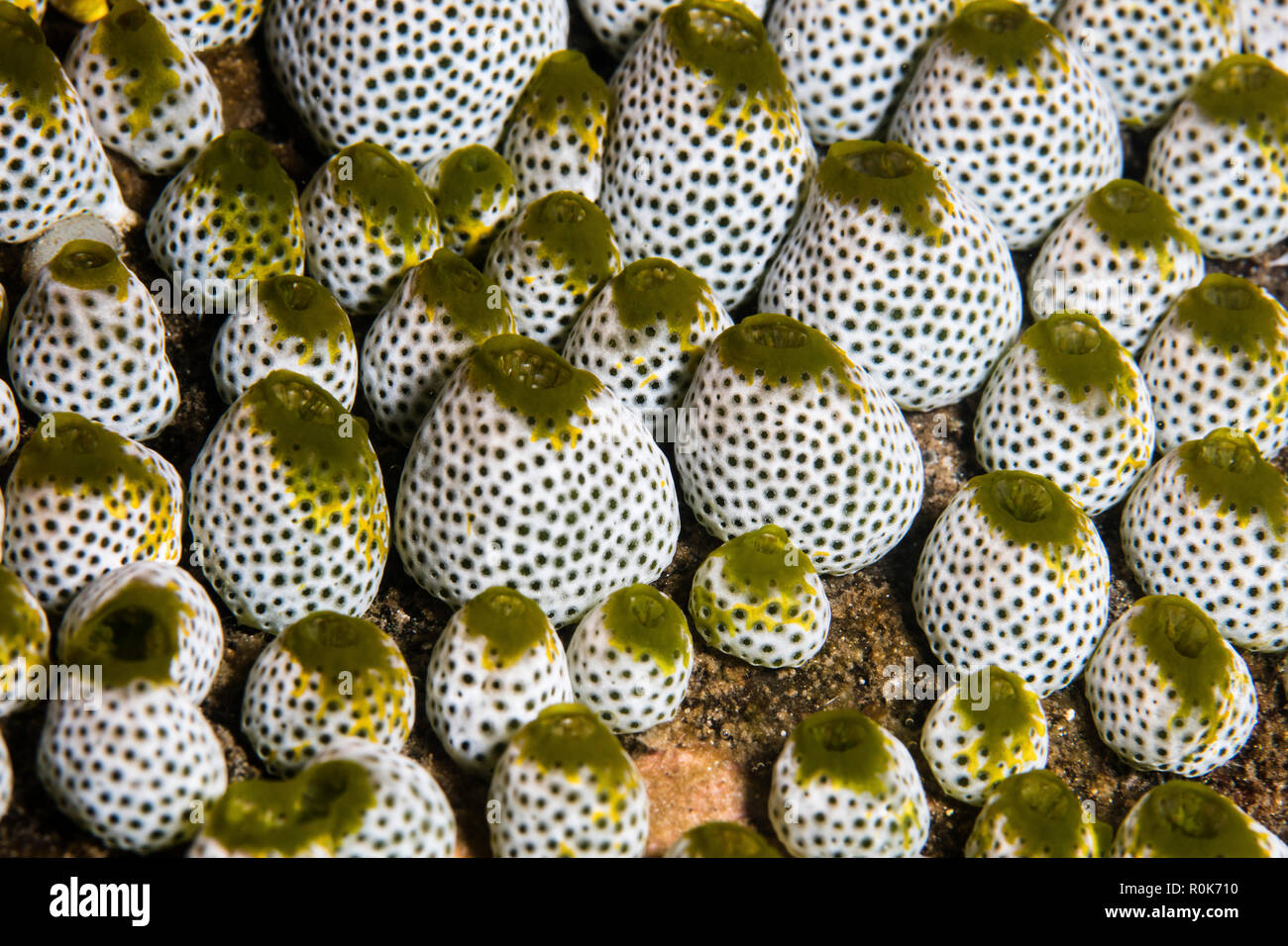 Una striscia di tunicati cresce su una barriera corallina in Alor, Indonesia. Foto Stock