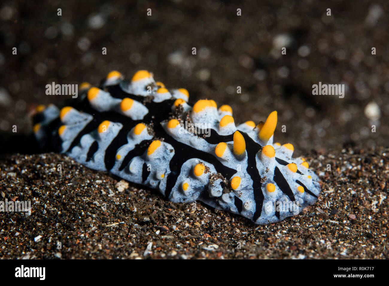 Un colorato Phyllidia varicosa crawl nudibranch su un nero del fondale di sabbia. Foto Stock