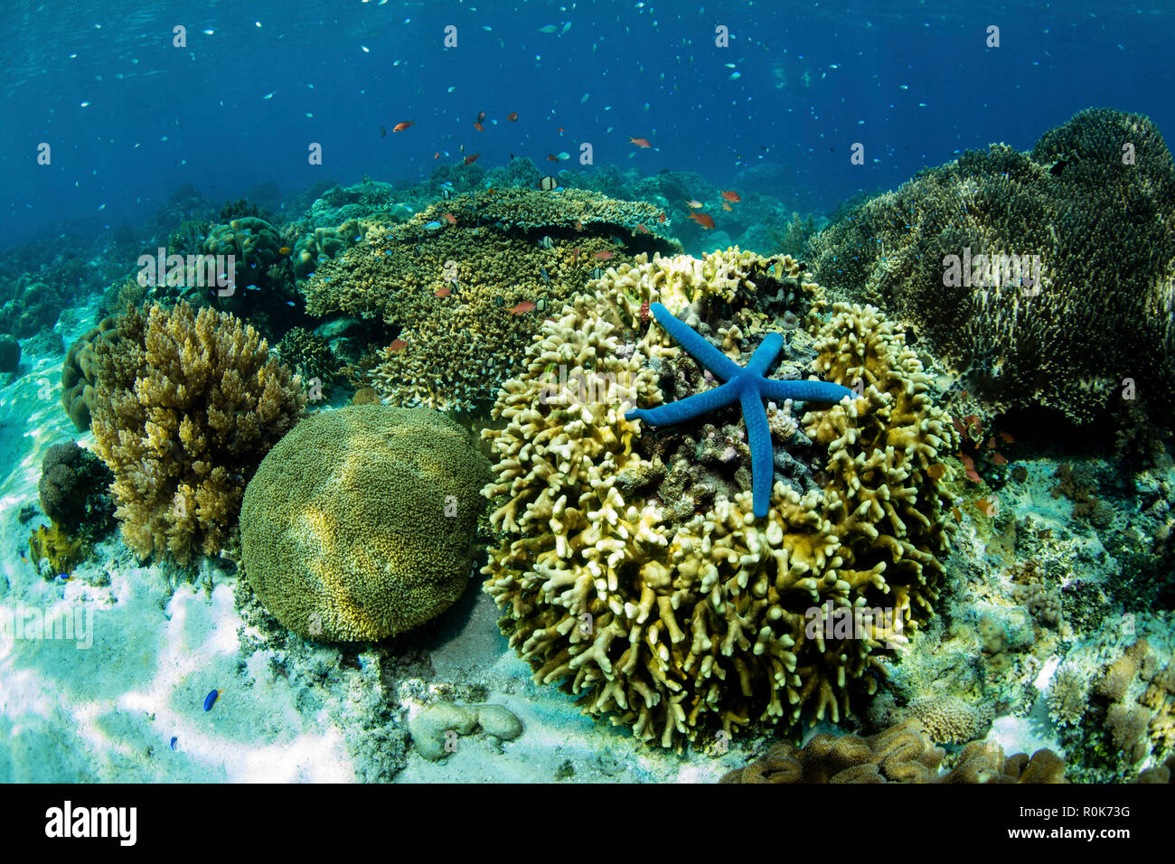 Una stella di mare blu, Linkia laevigata, si aggrappa a una bellissima barriera corallina. Foto Stock