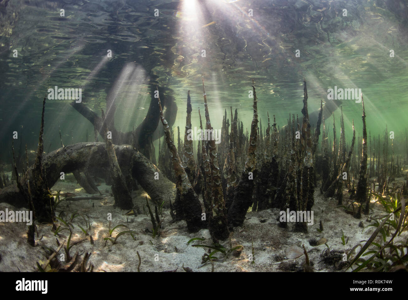 Specializzata radici di mangrovia, chiamato pneumatofori, salire dal fondale poco profondo. Foto Stock