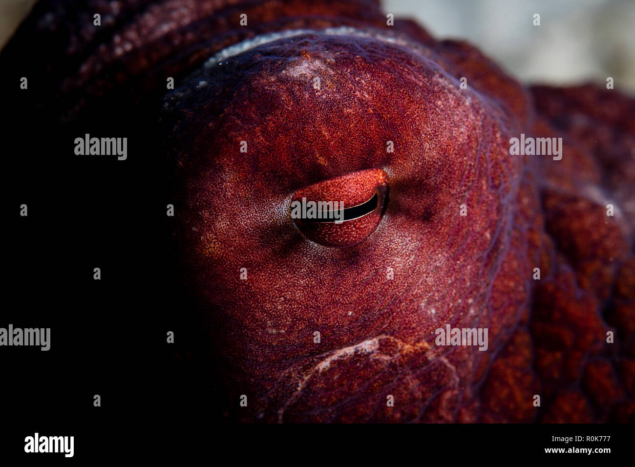 Dettaglio di un occhio di un reef octopus. Foto Stock