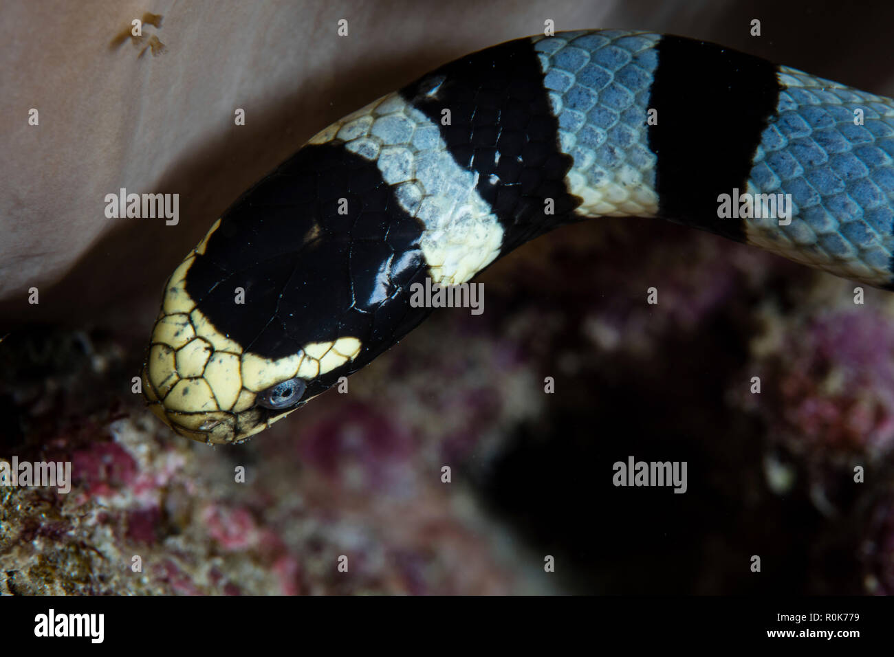 Un grande mare nastrati snake, Laticauda colubrina. Foto Stock
