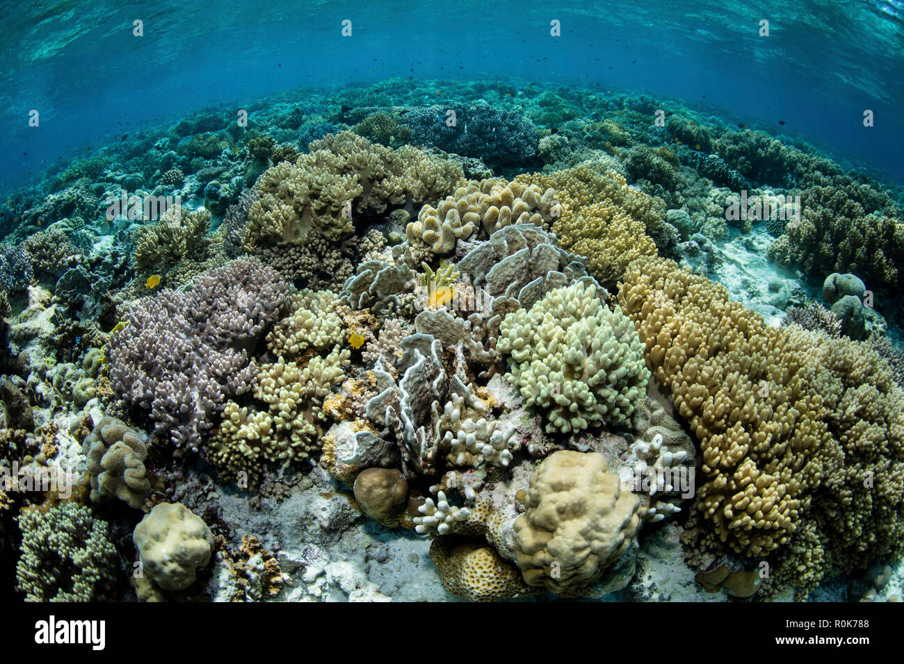 Una bellissima barriera corallina prospera in Wakatobi. Parco Nazionale, Indonesia. Foto Stock