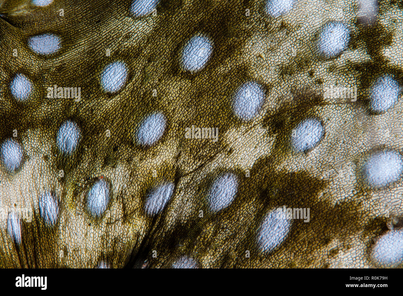 Dettaglio della pelle di un bianco-spotted pufferfish. Foto Stock