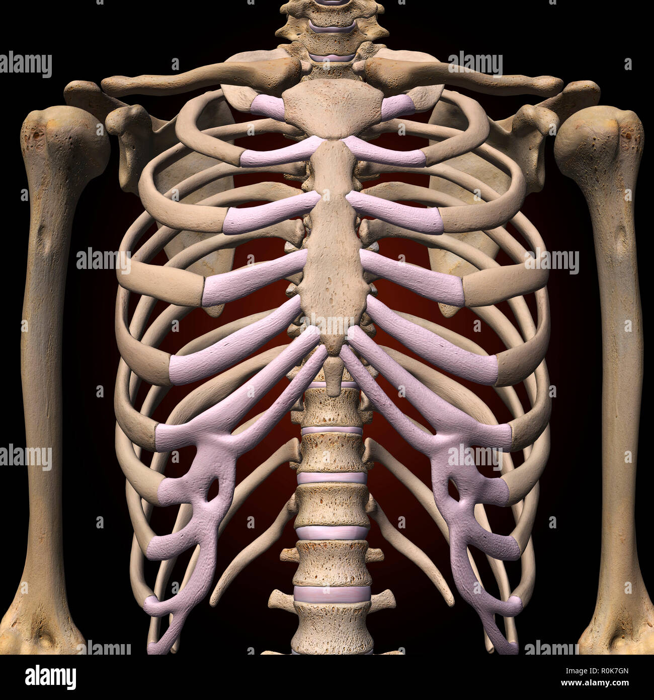 Femmina di una gabbia toracica e della colonna vertebrale. Foto Stock