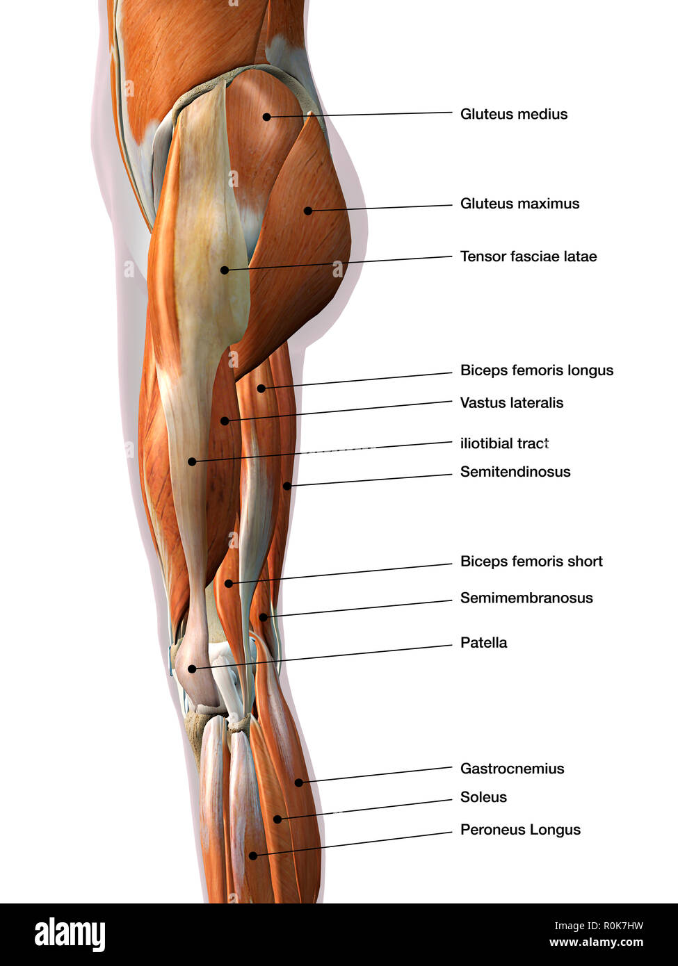 Femmina i muscoli delle gambe, vista laterale con etichette. Foto Stock