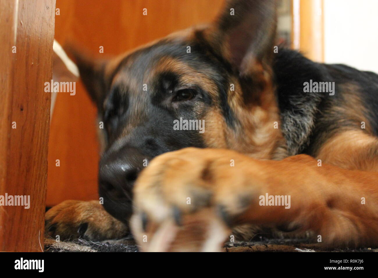 Super cute pastore tedesco cucciolo di cane sul terreno, rilassante. Foto Stock