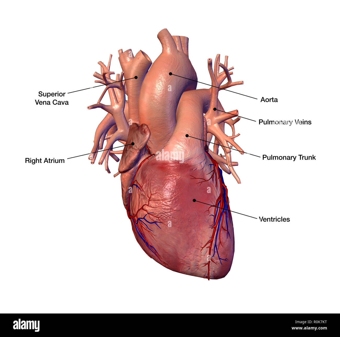 Il cuore umano con le etichette. Foto Stock