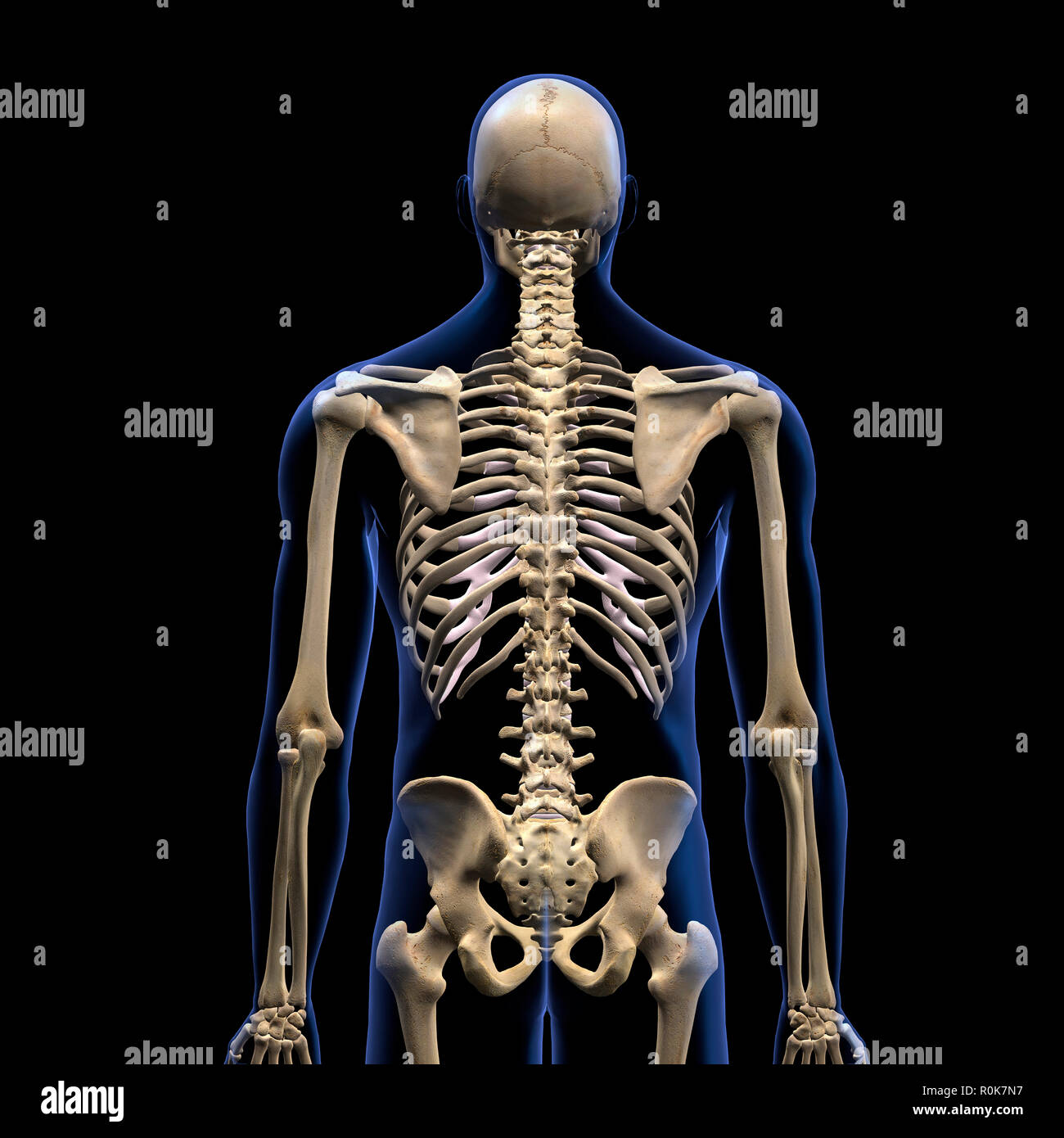 Umano della colonna vertebrale, vista posteriore su sfondo nero. Foto Stock