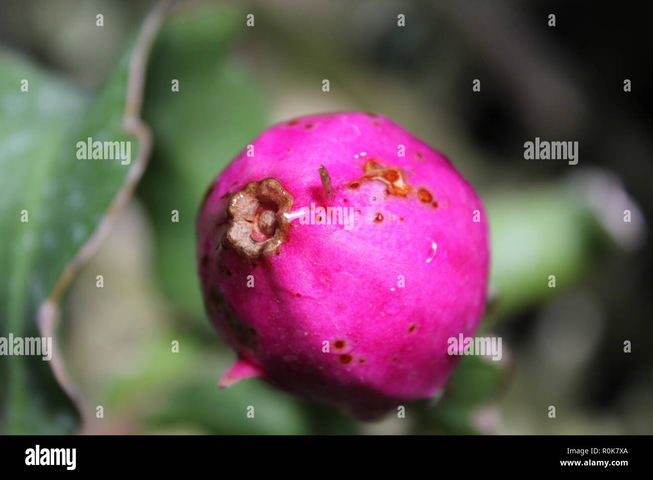 Impeccabile, bello, stupefacente coltivato Epiphyllum ricci orchidee cactus gemme che crescono nel prato soleggiato. Foto Stock