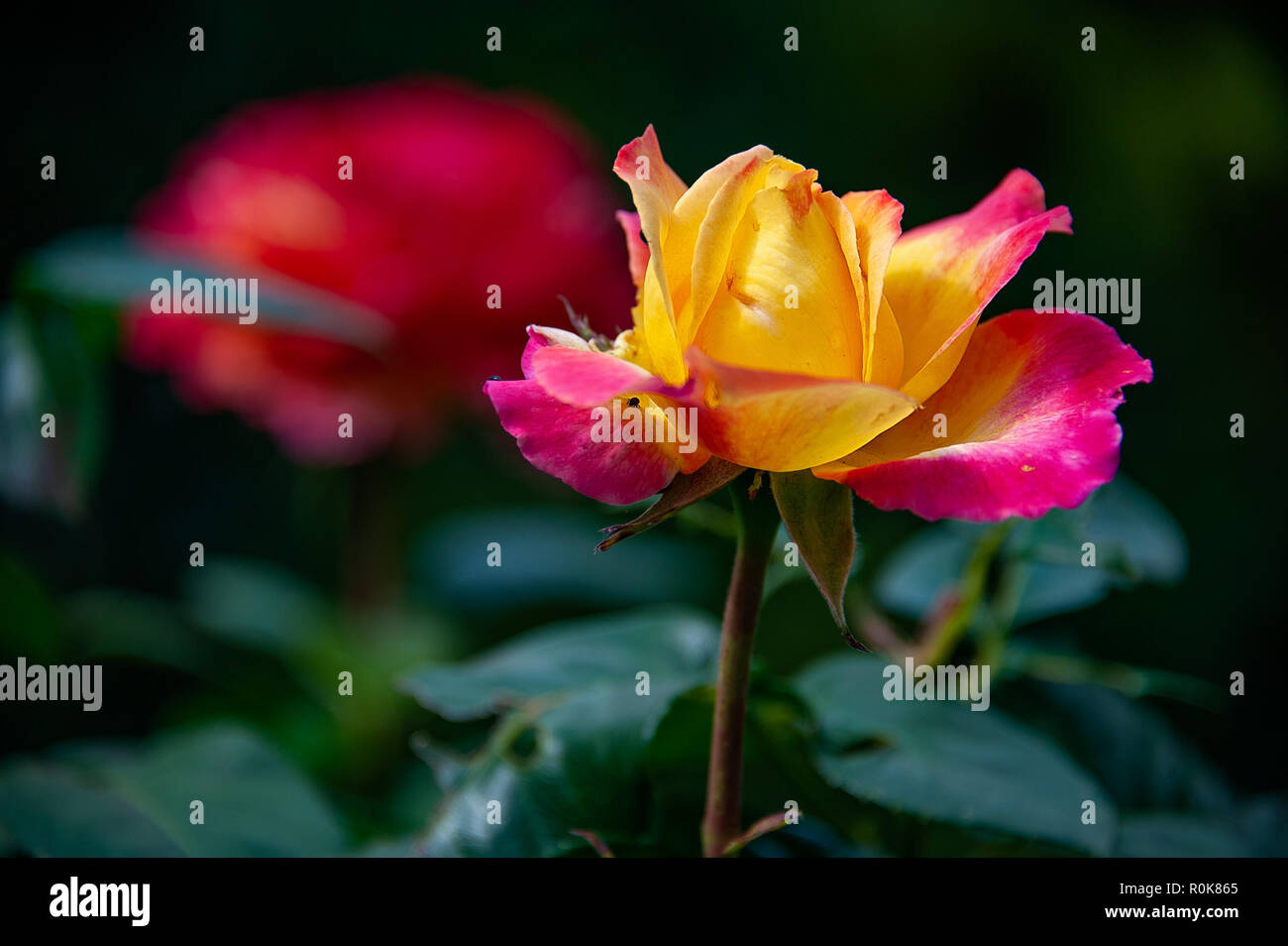 Bella rosa gialla con punte di colore rosa. Bella rosa gialla con bordo rosa petali su sfondo sfocato. Foto Stock