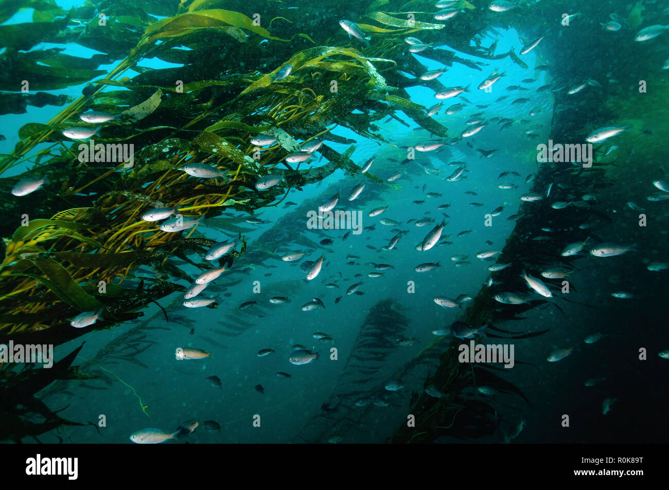 Foresta di Kelp (macrocystis), Isla San Martin, Baja California, Messico. Foto Stock