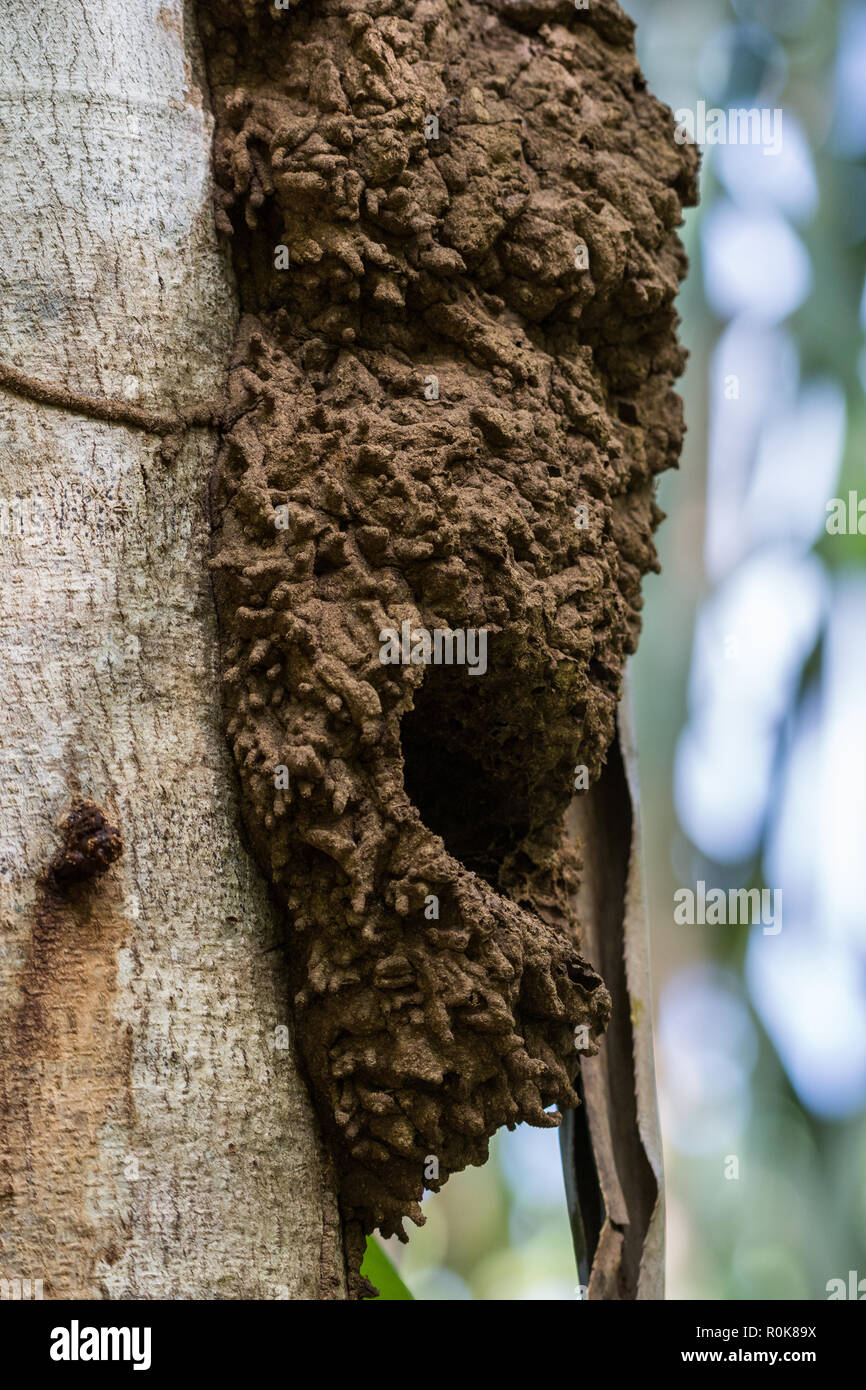 Buff-di fronte Pygmy-Parrots (Micropsitta pusio) costruire il loro nido per scavare in termite nido su un albero. Nimbokrong, Papua, Indonesia. Foto Stock