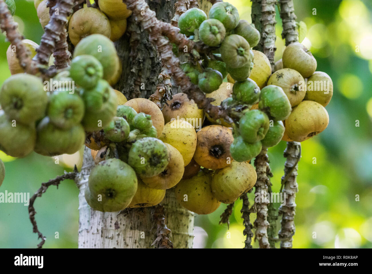 Figg crescente dalla struttura ad albero . Nimbokrong, Papua, Indonesia. Foto Stock