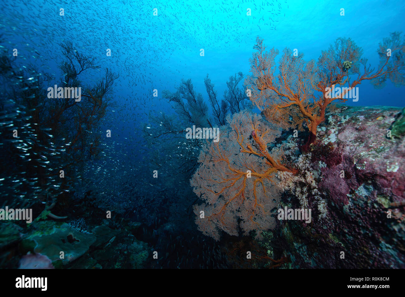 Hard Coral reef con scuola di pesce, Koh Tachai, Isole Similan, Thailandia. Foto Stock