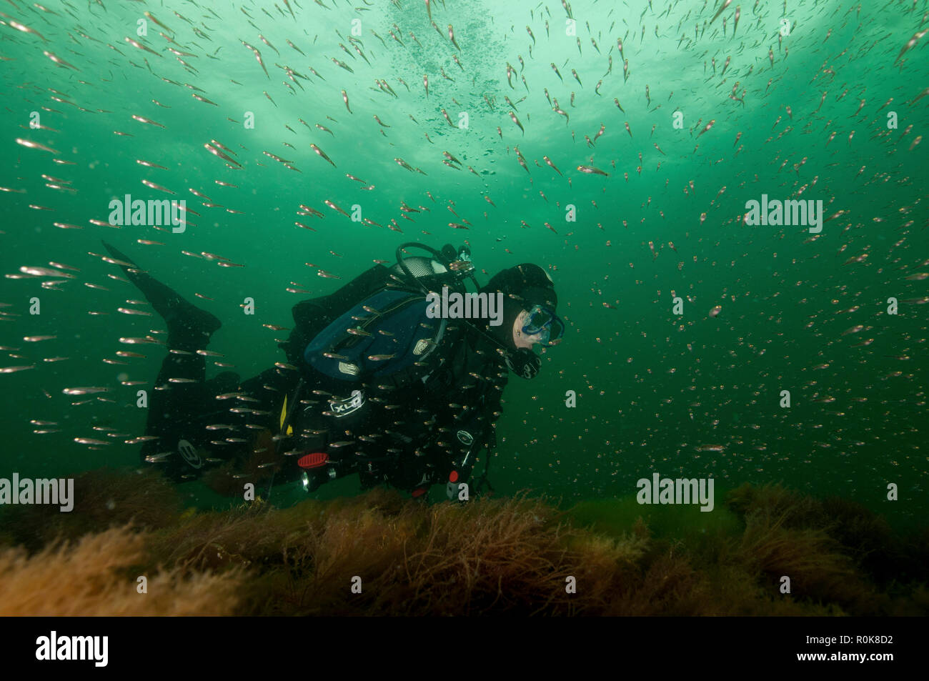 Il novellame e subacqueo sul relitto, Sjaelland naufragio, Oresund, Danimarca. Foto Stock