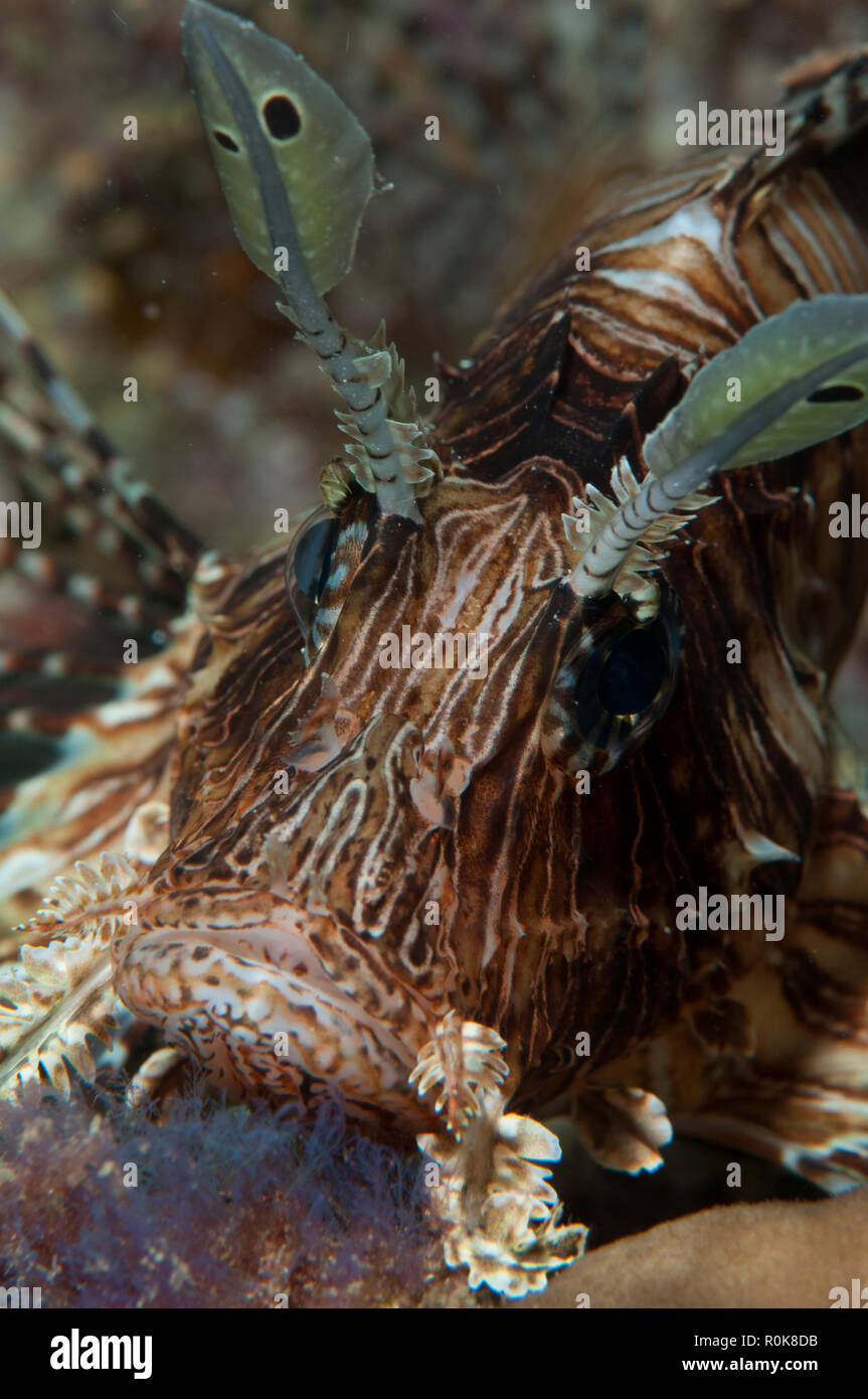 Leone, Koh Racha Yai, Thailandia. Foto Stock