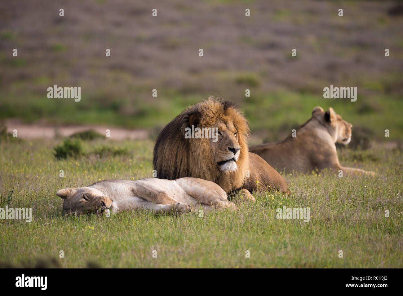 Orgoglio di piccole dimensioni costituito da un leone e due leonesse (leo panthera) sdraiato nella vegetazione la mattina presto nel selvaggio del Sud Africa in primavera Foto Stock