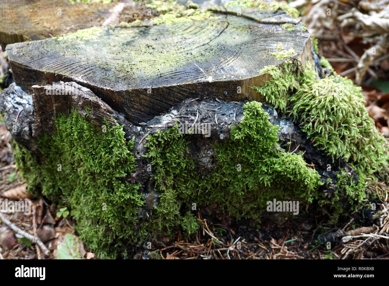 Il muschio verde intorno in legno antico ceppo di albero Foto Stock